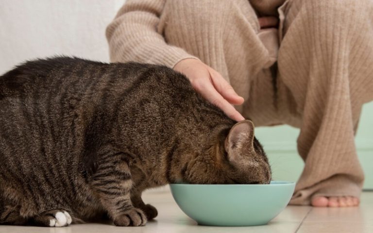 10-korm-ster-koshka800_500fit