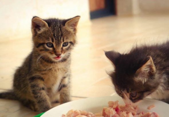 naturalne-harchuvannya-dlya-kotiv-1200x800